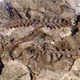 A partial lagerpetid skeleton dating back to 235 million years ago in Argentina.